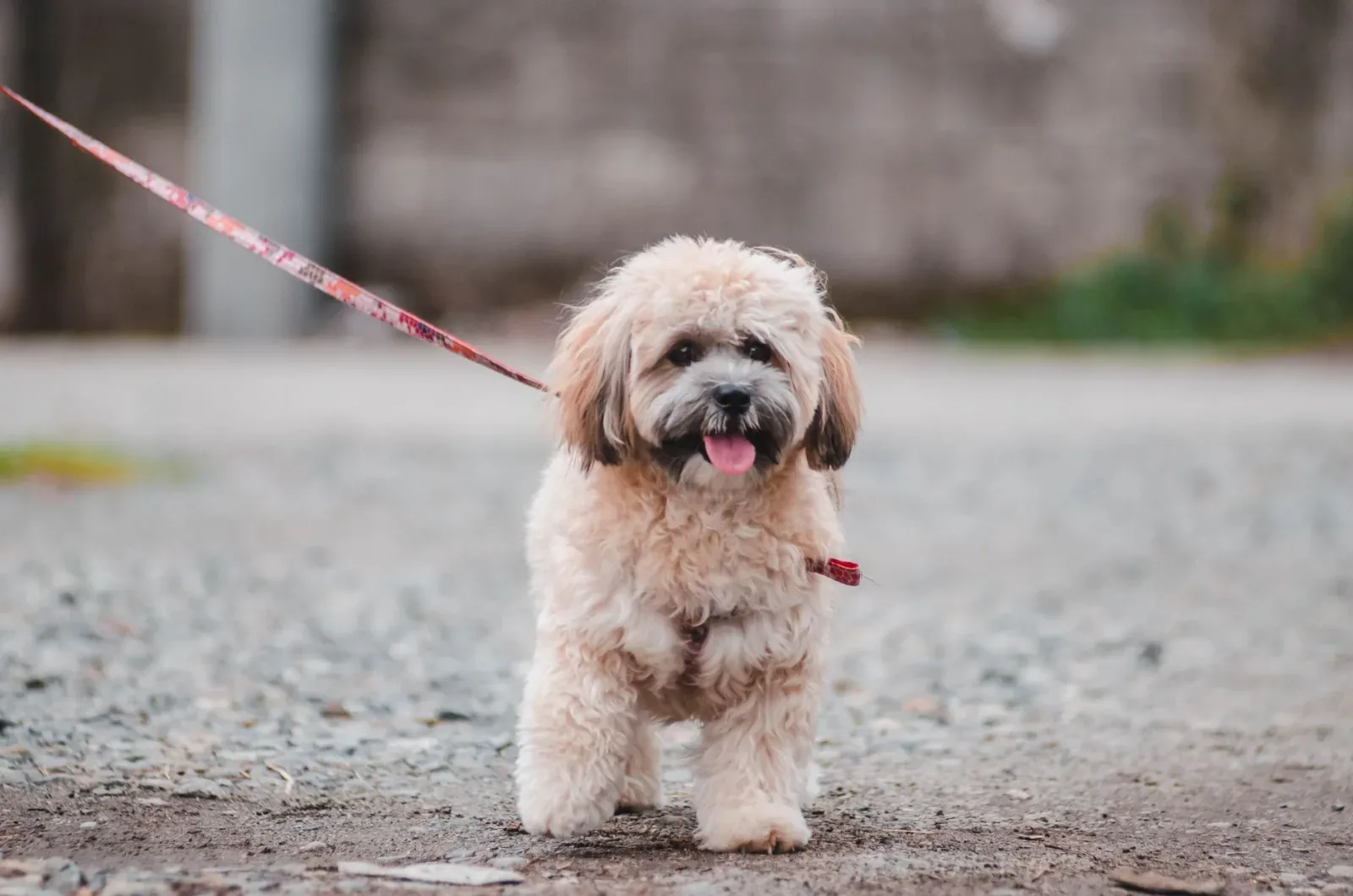 Lhasa Apso 1