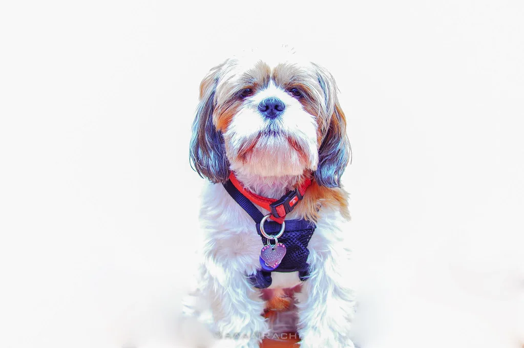 Lhasa Apso 2