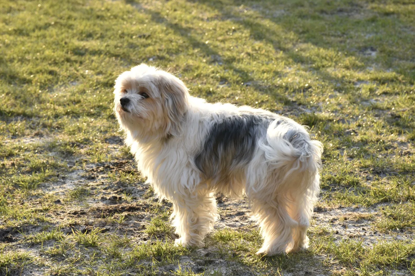 Lhasa Apso 3