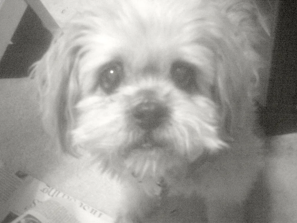 Lhasa Apso 4