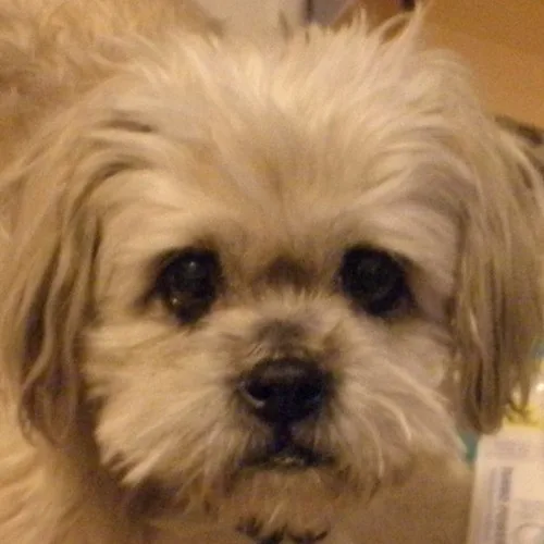 Lhasa Apso 5