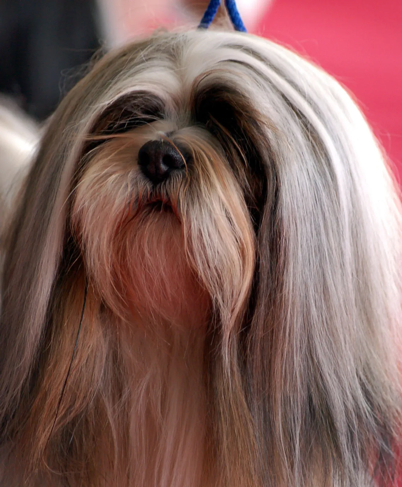 Lhasa Apso 6
