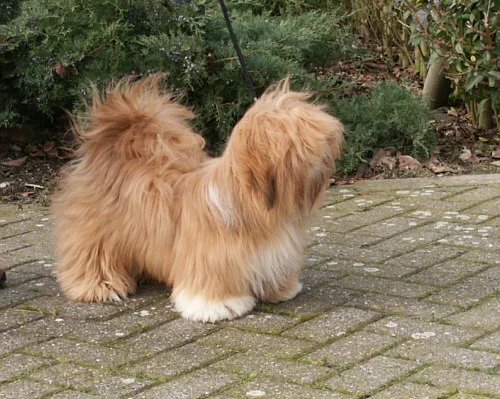 Lhasa Apso 7