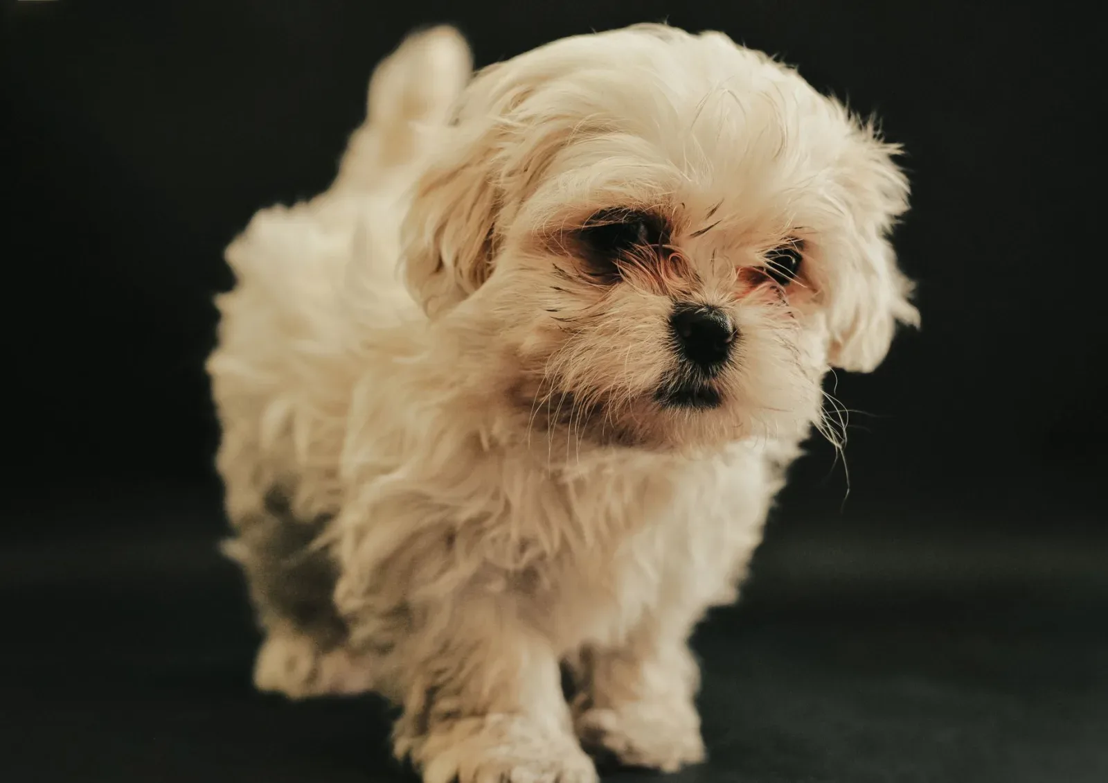 Maltese 1