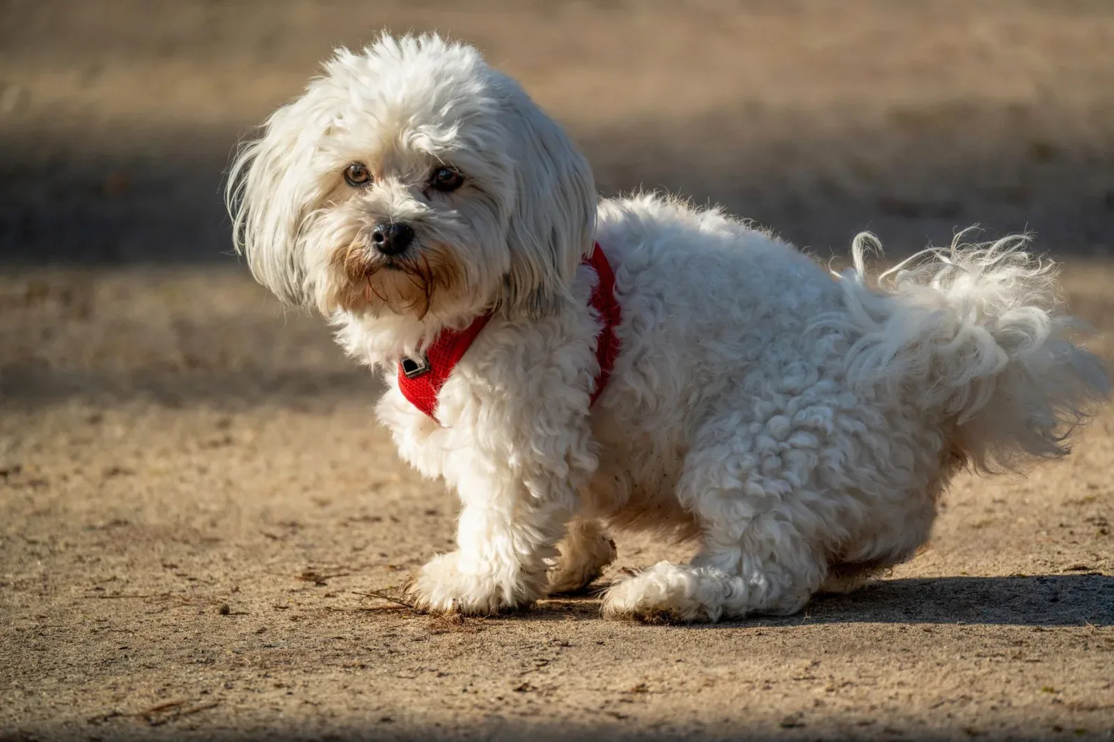 Maltese 2
