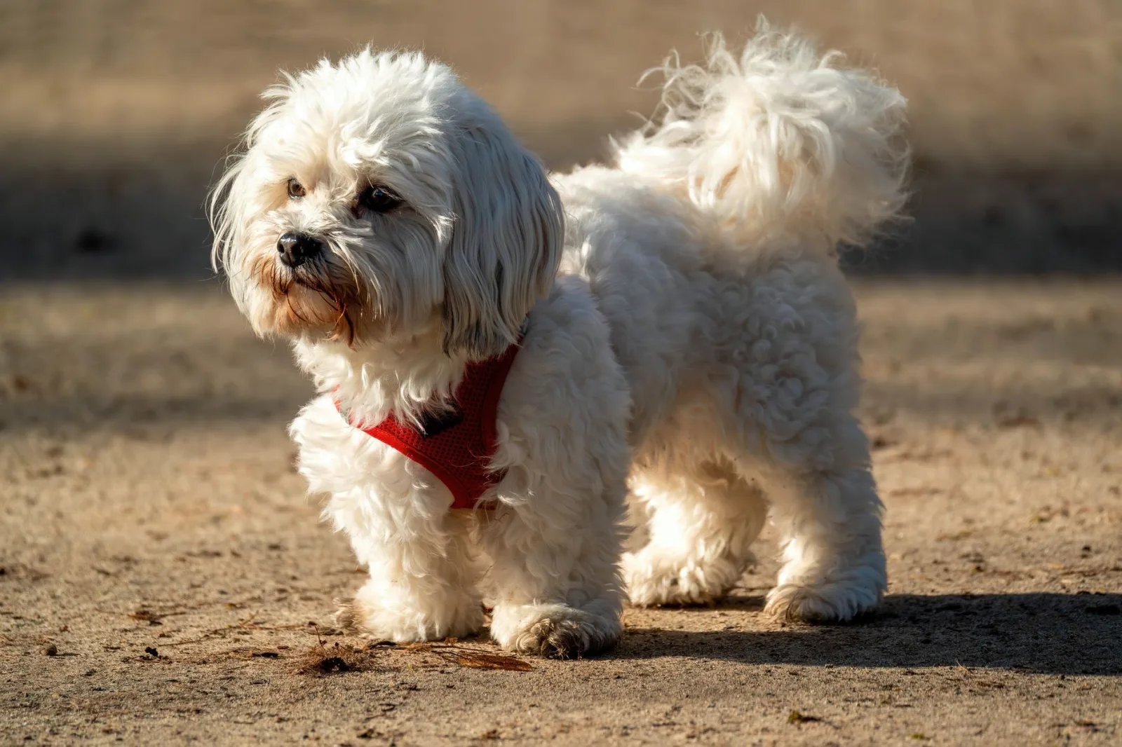 Maltese 3