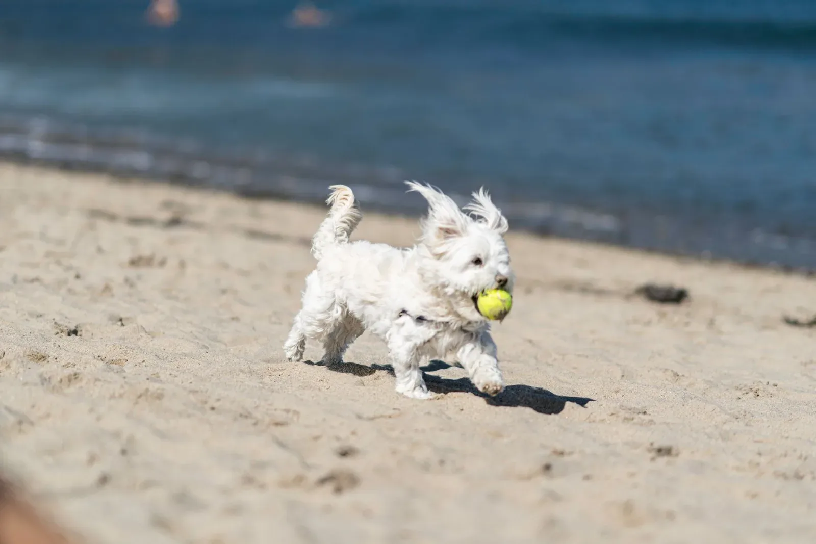 Maltese 4