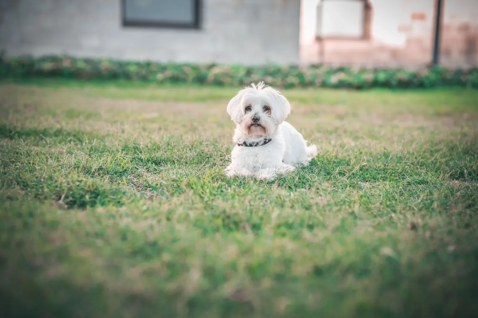 Maltese 5