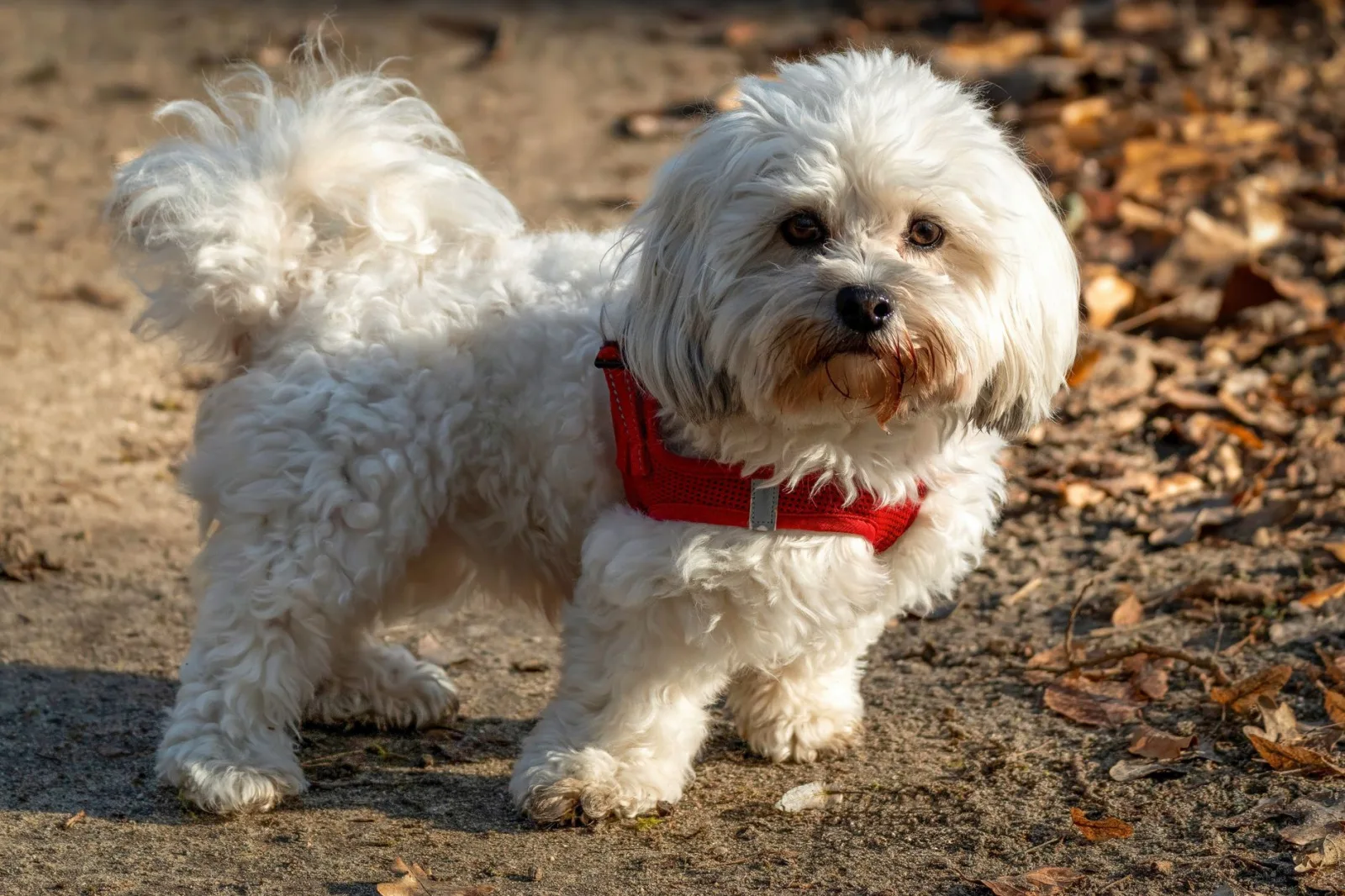 Maltese 6