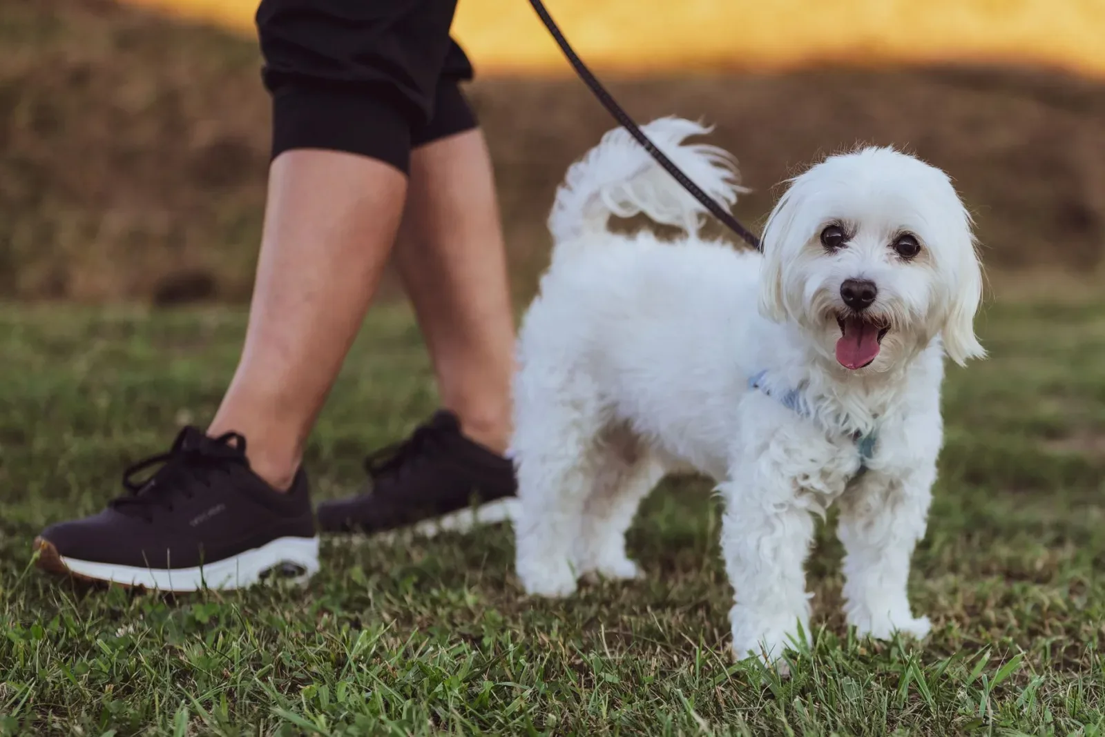 Maltese 7