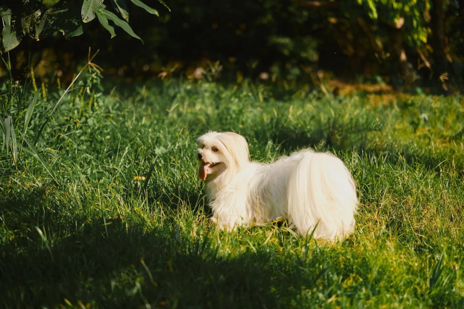 Maltese 8