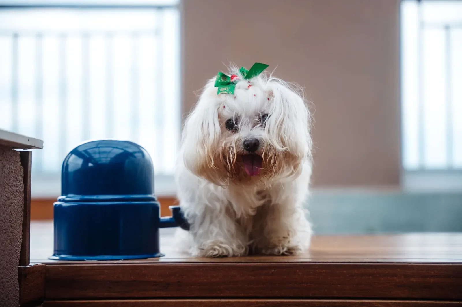Maltese 9