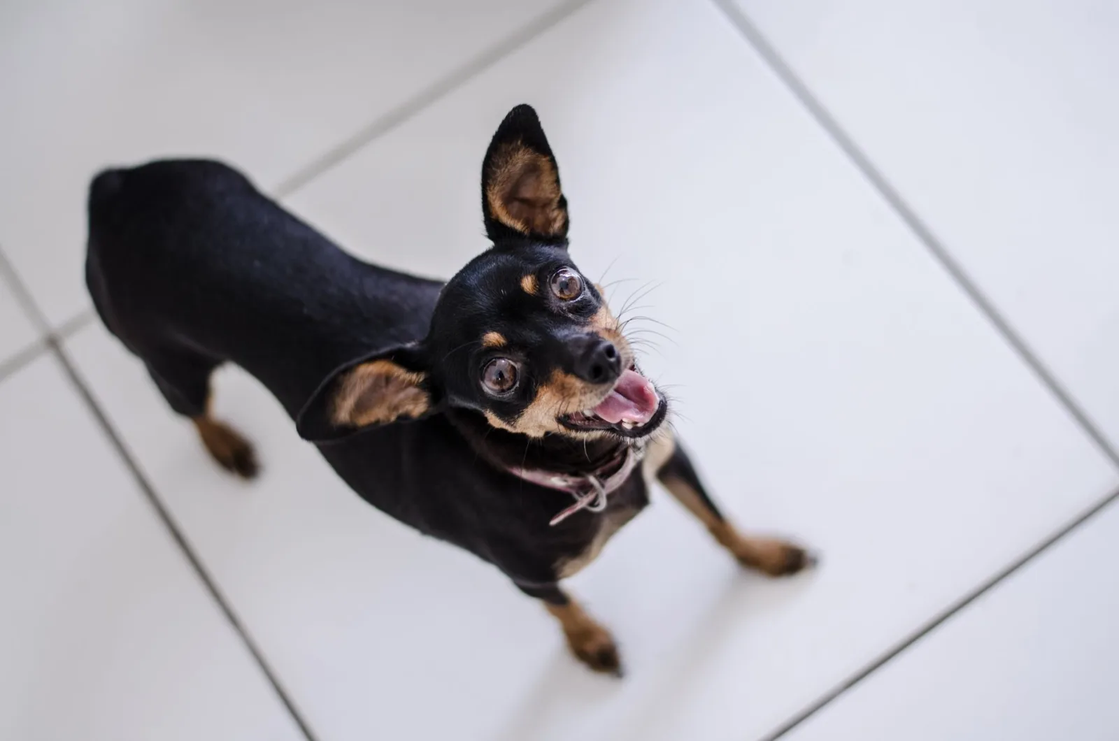 Miniature Pinscher 1