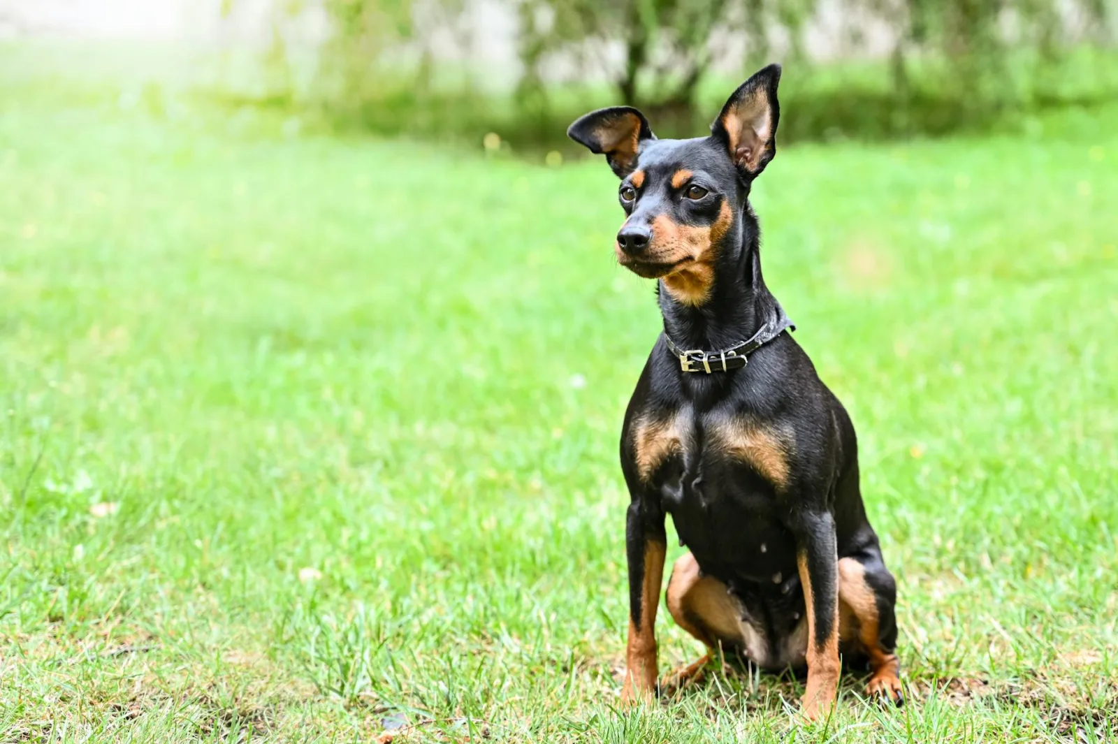 Miniature Pinscher 10