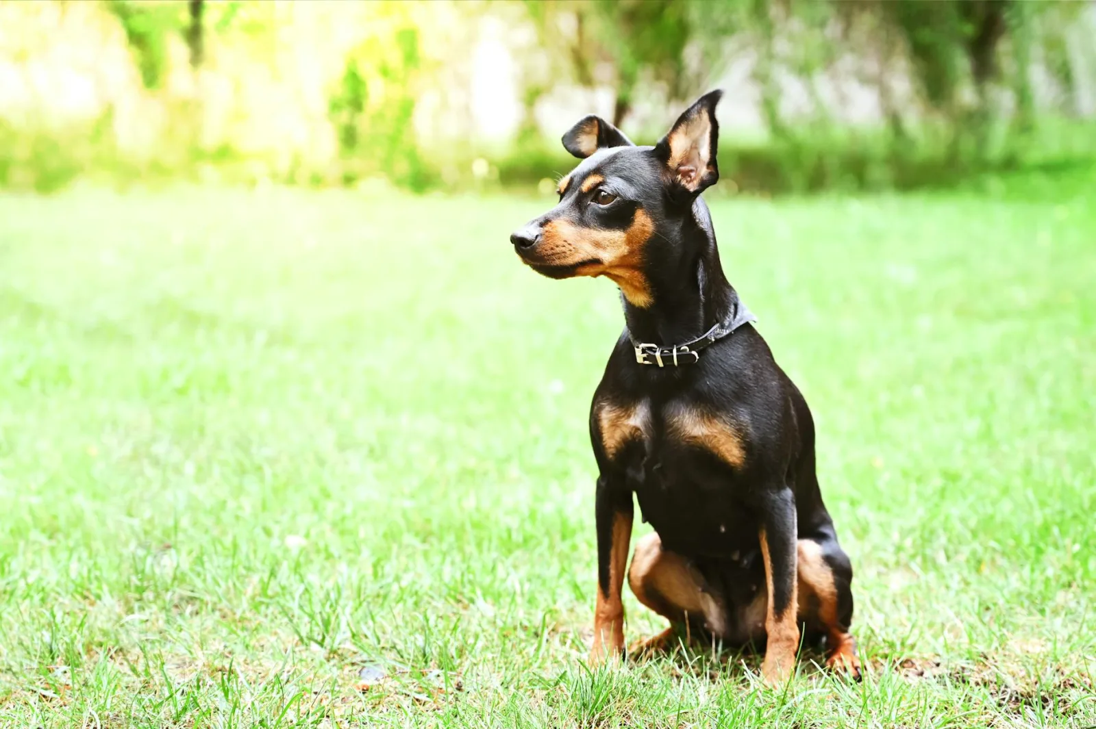 Miniature Pinscher 2