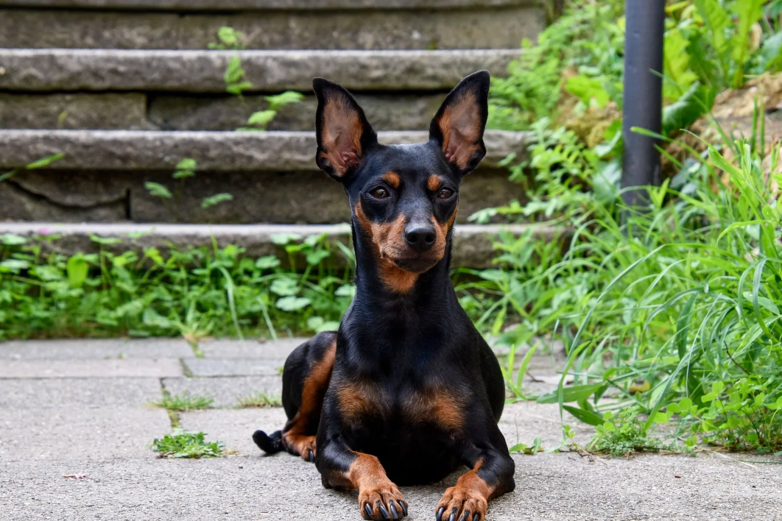Miniature Pinscher 3