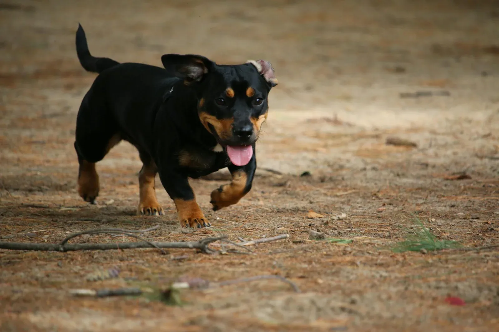 Miniature Pinscher 4