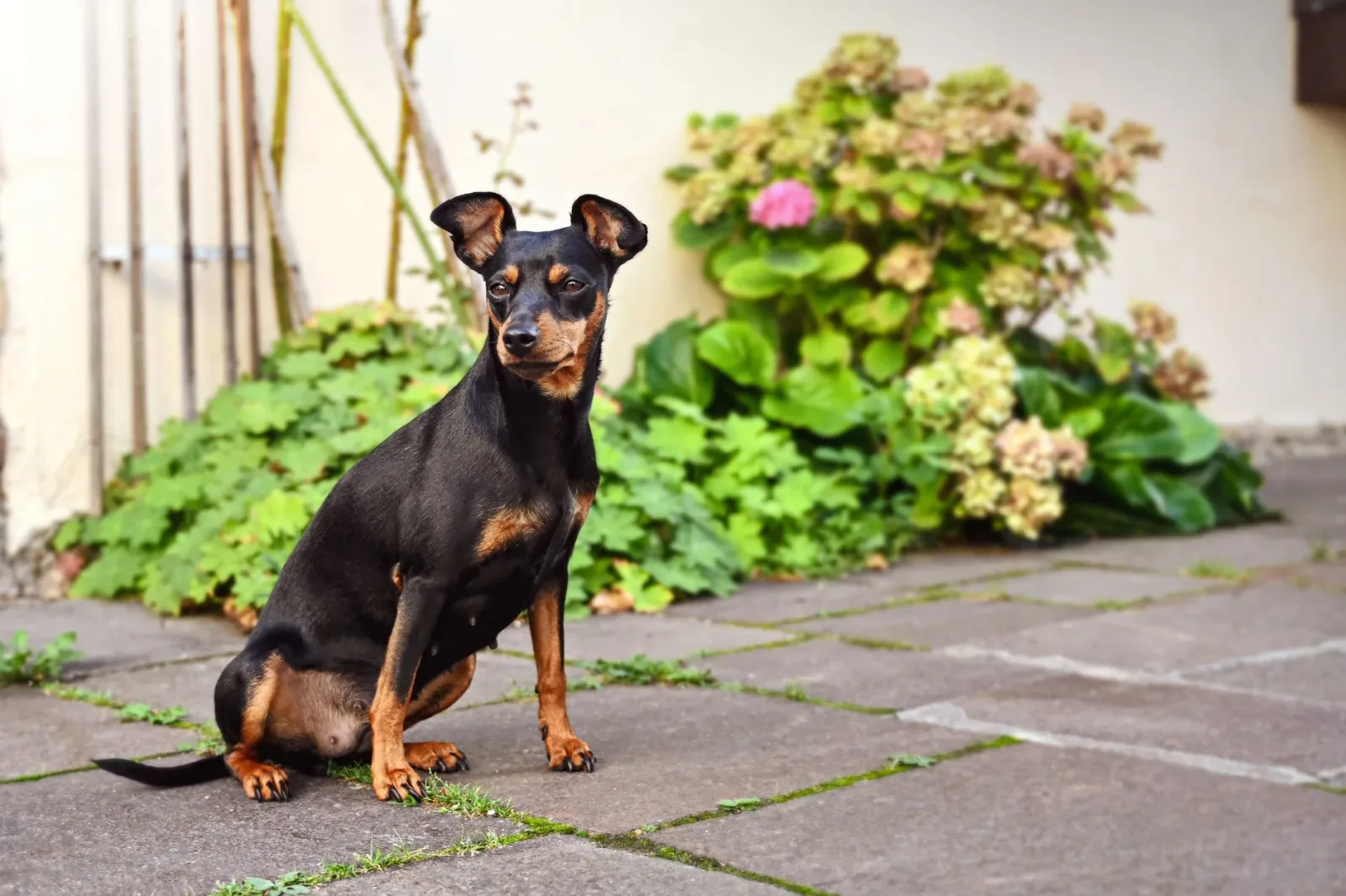 Miniature Pinscher 5