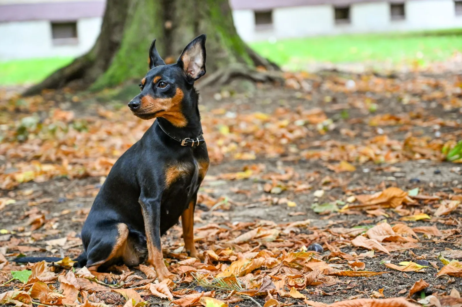 Miniature Pinscher 6