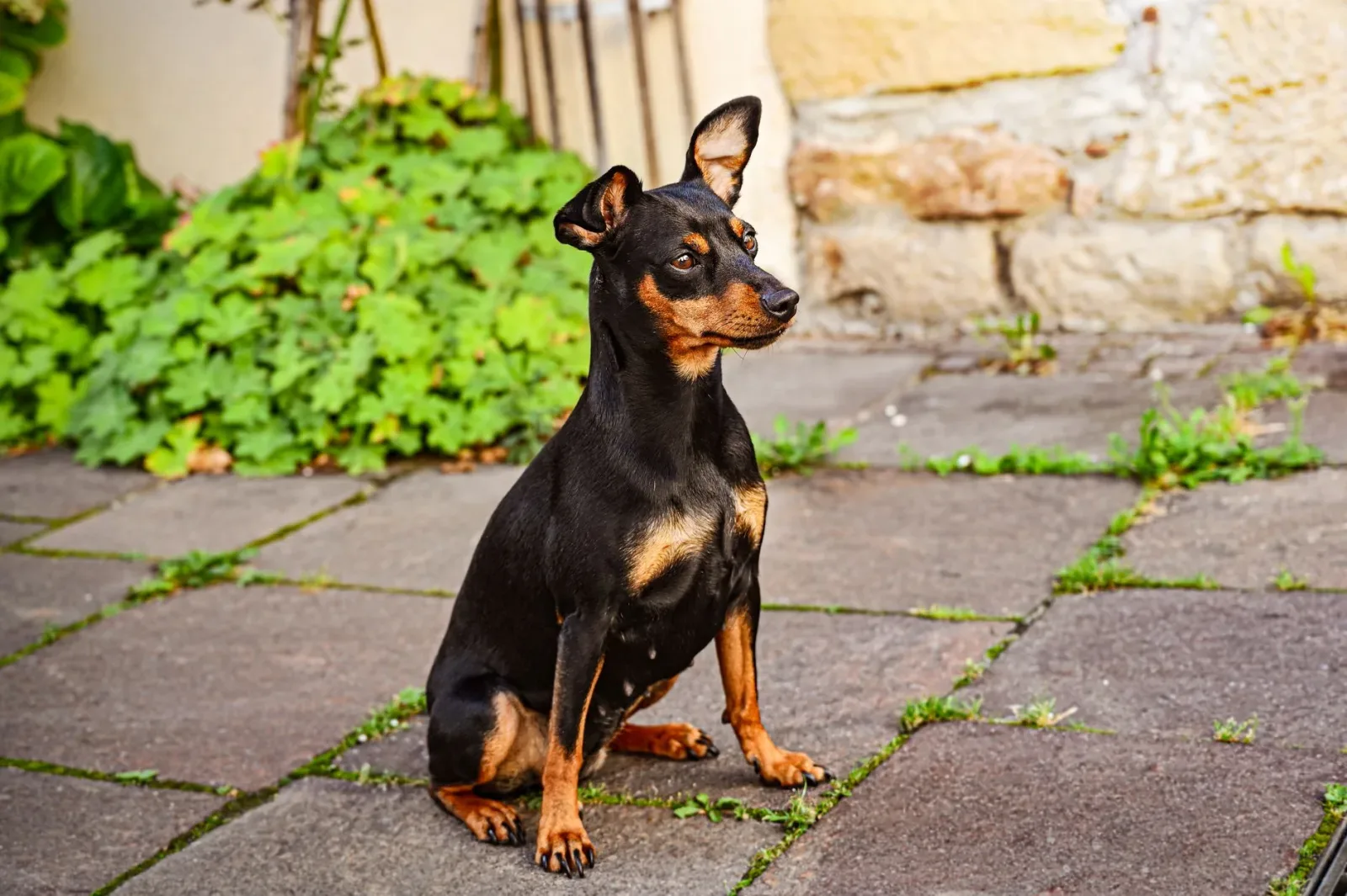 Miniature Pinscher 7