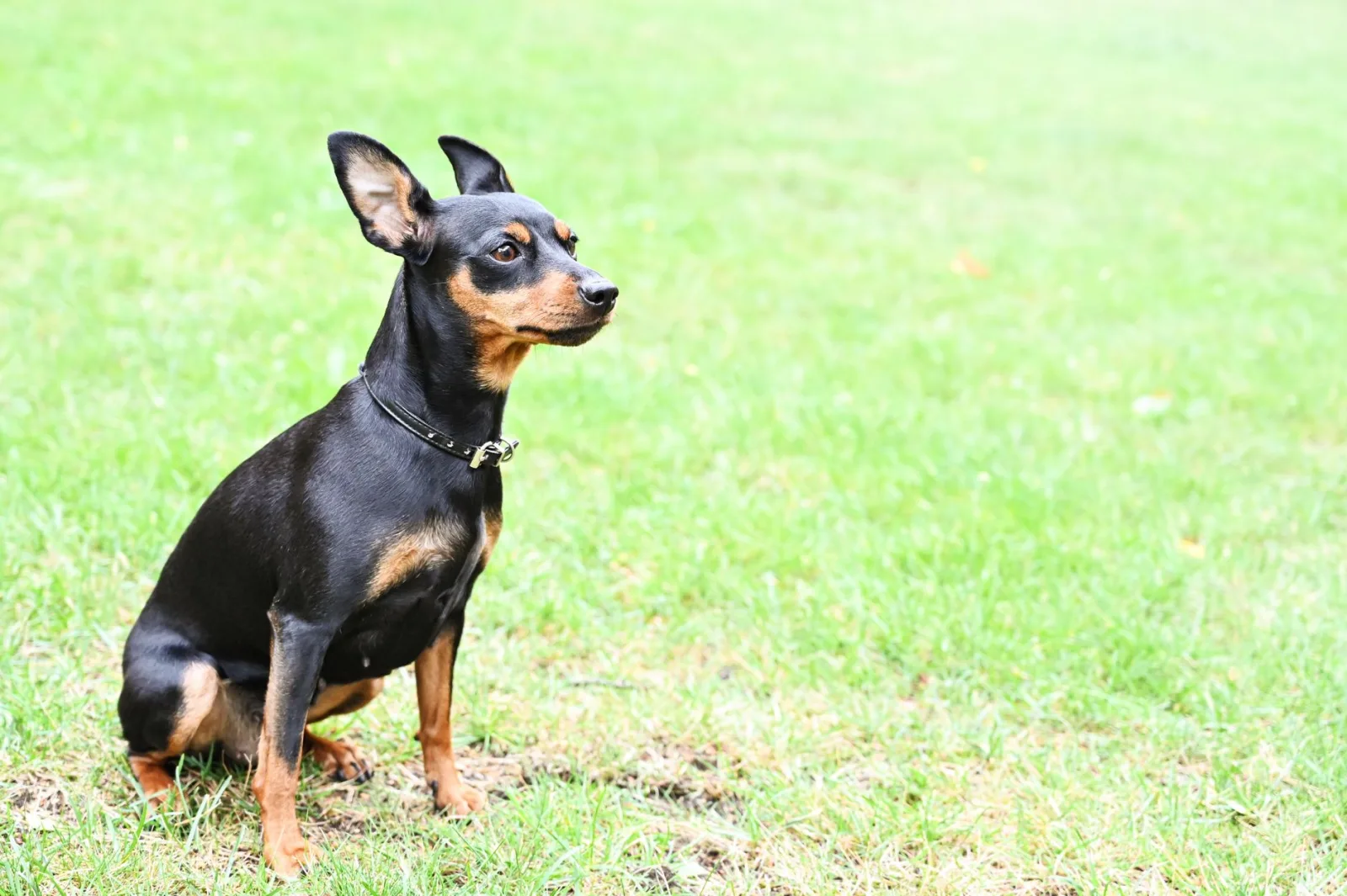 Miniature Pinscher 8