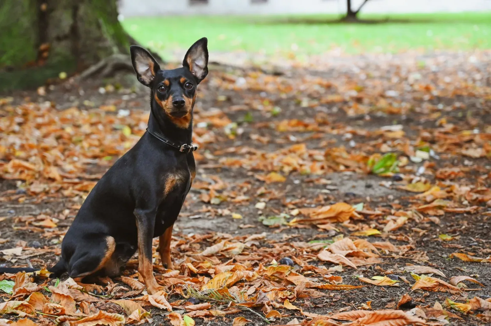 Miniature Pinscher 9