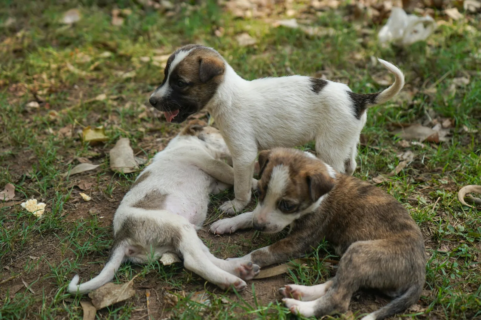 Mudhol Hound 1