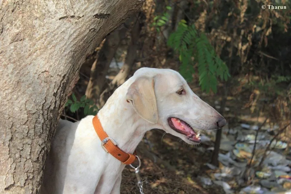 Mudhol Hound 10