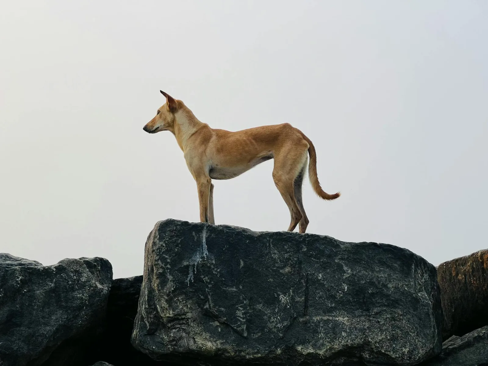 Mudhol Hound 2