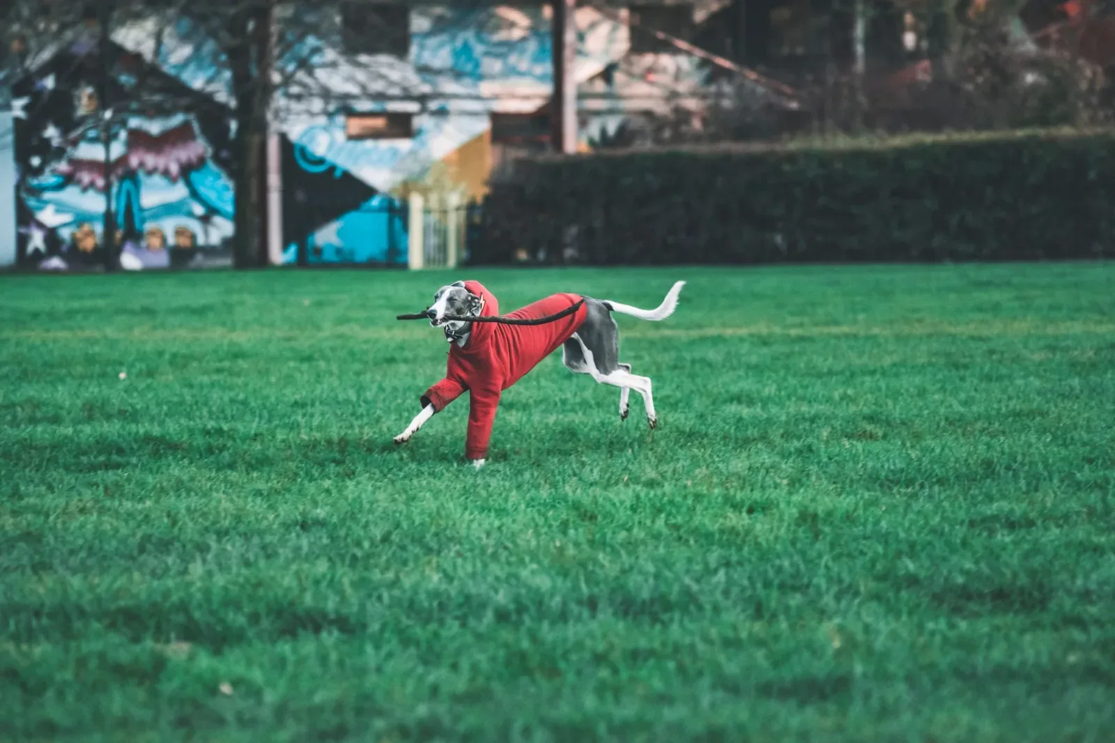 Mudhol Hound 3