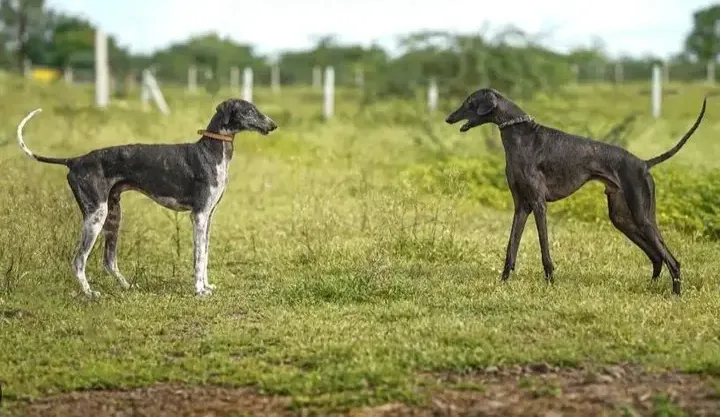 Mudhol Hound 4