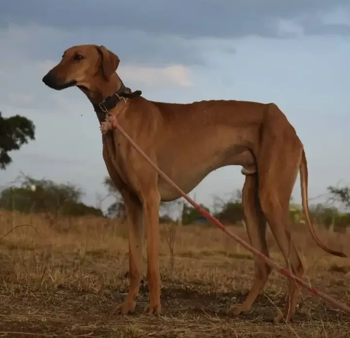 Mudhol Hound 5
