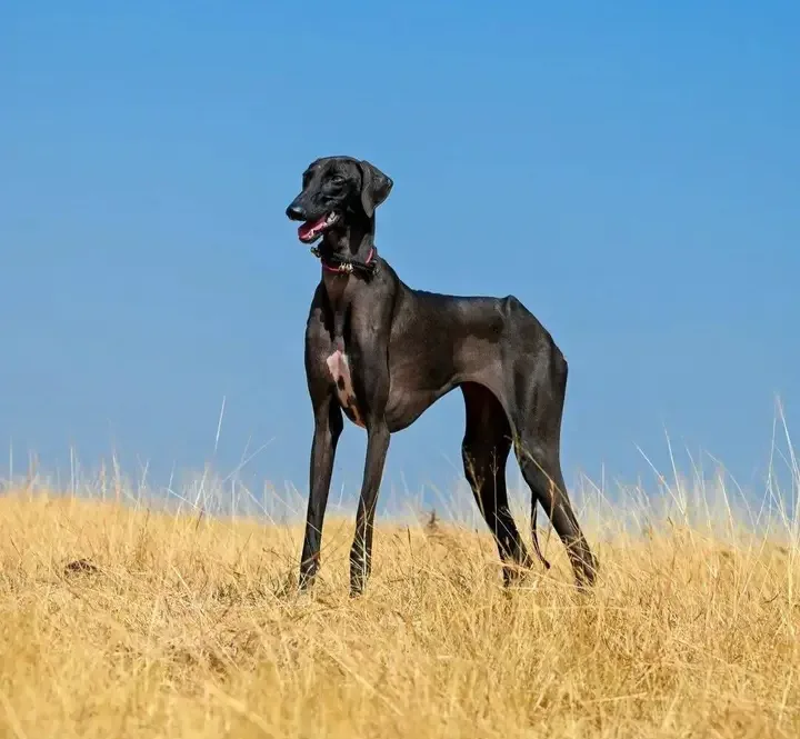 Mudhol Hound 6