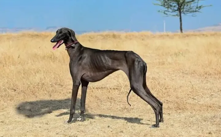 Mudhol Hound 7