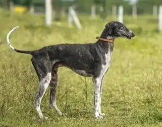 Mudhol Hound 8