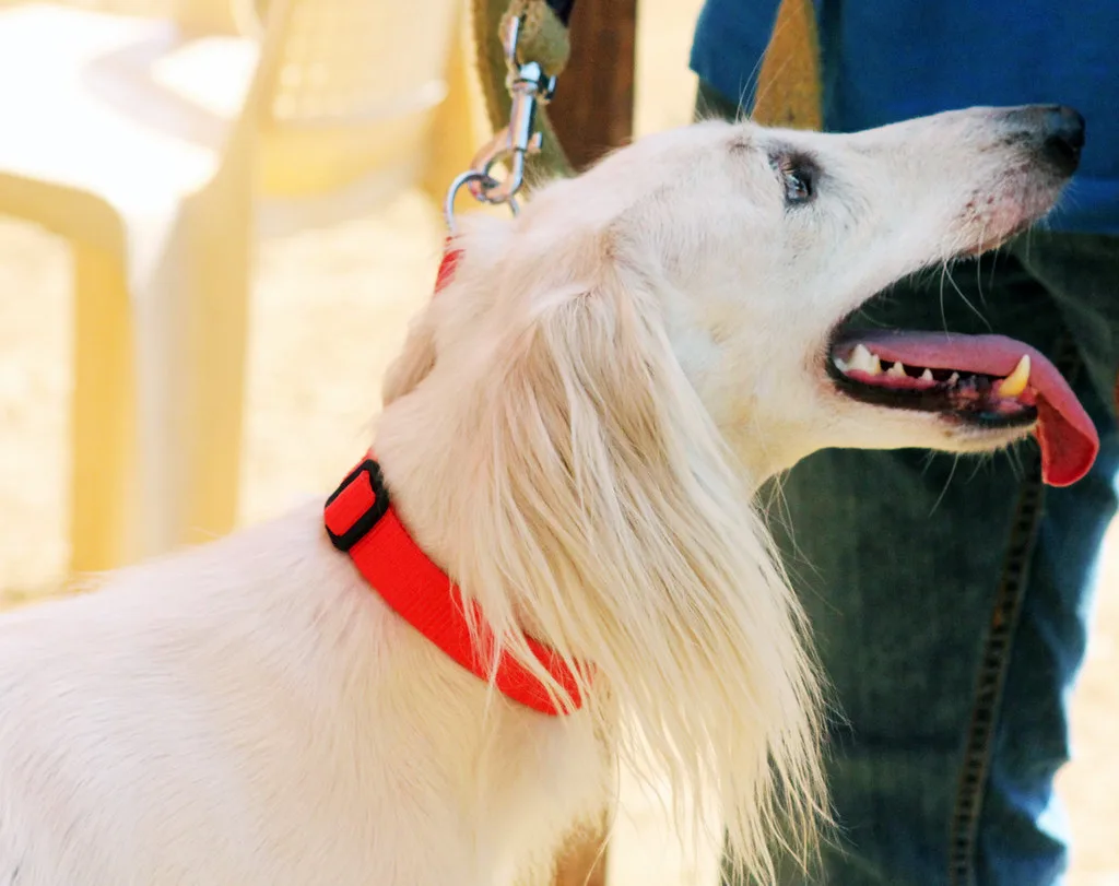 Mudhol Hound 9