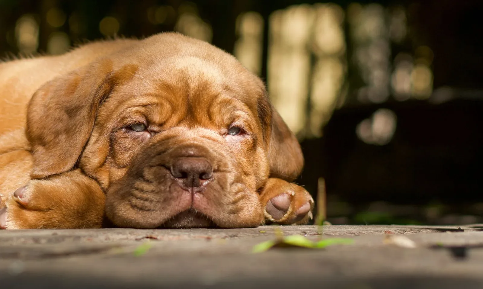 Neapolitan Mastiff 1