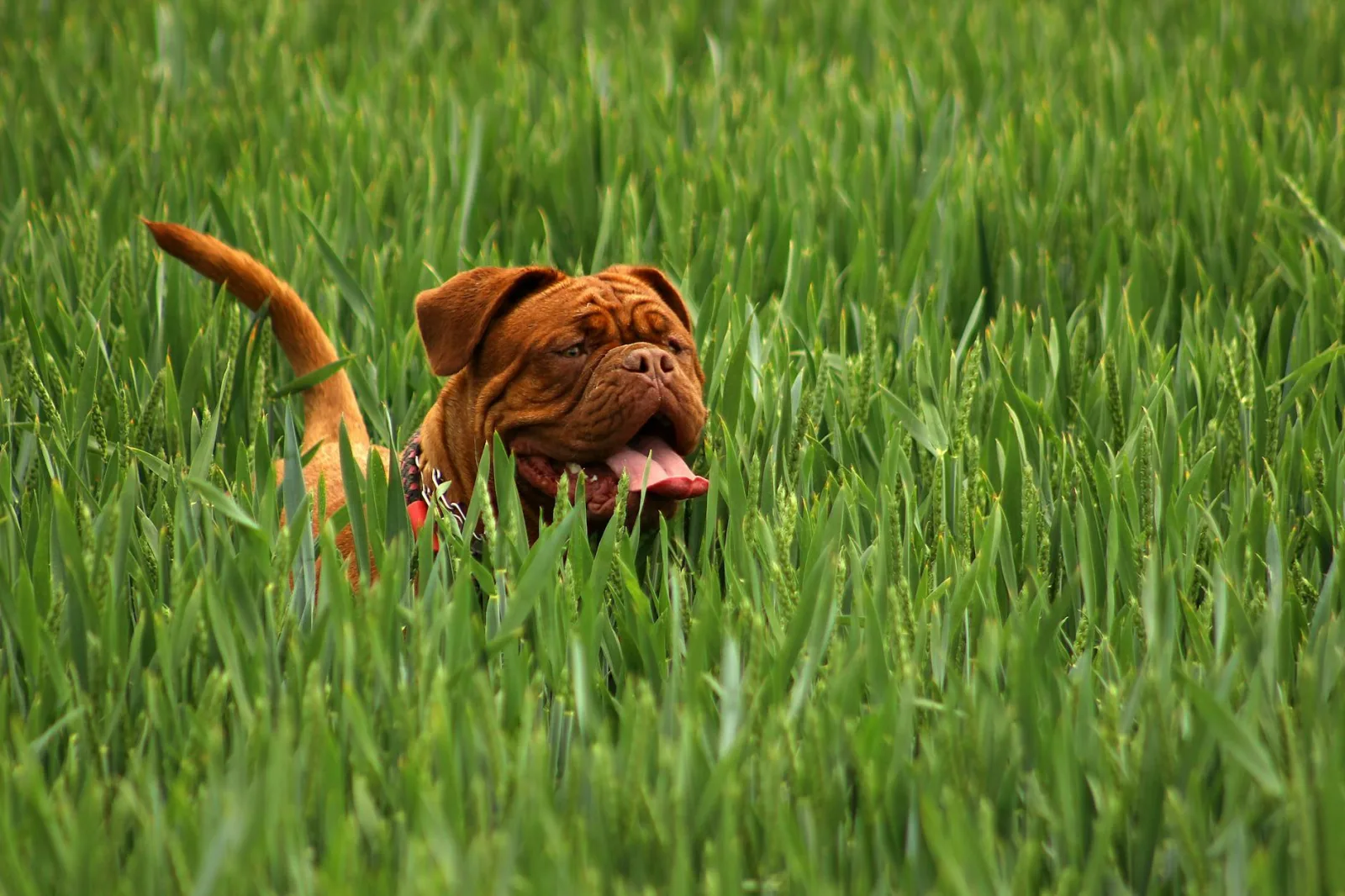 Neapolitan Mastiff 2