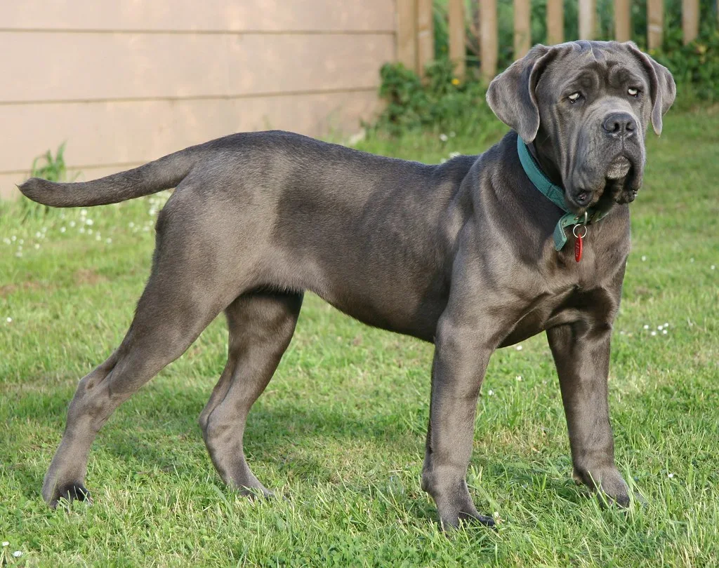 Neapolitan Mastiff 3