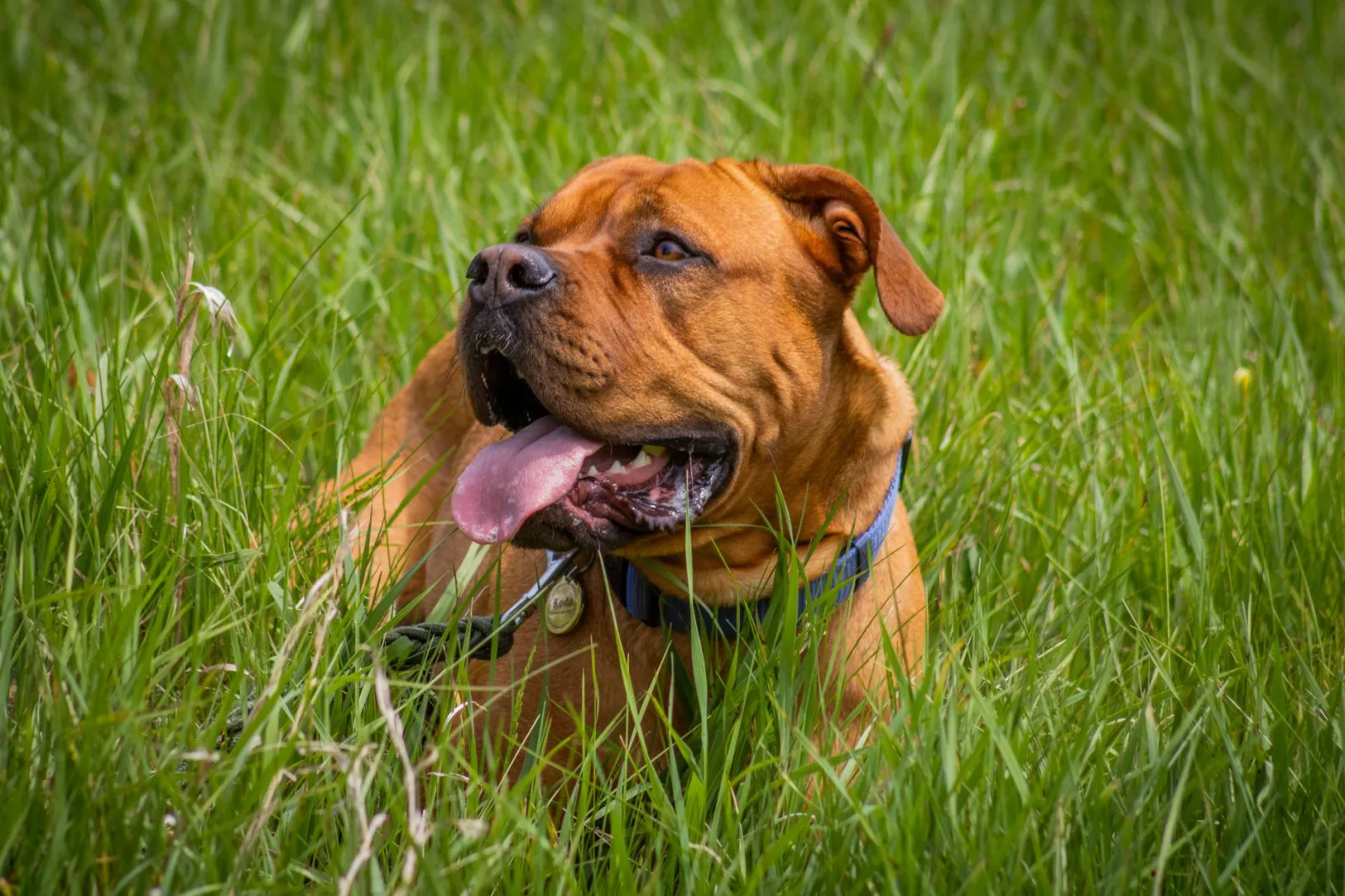 Neapolitan Mastiff 4