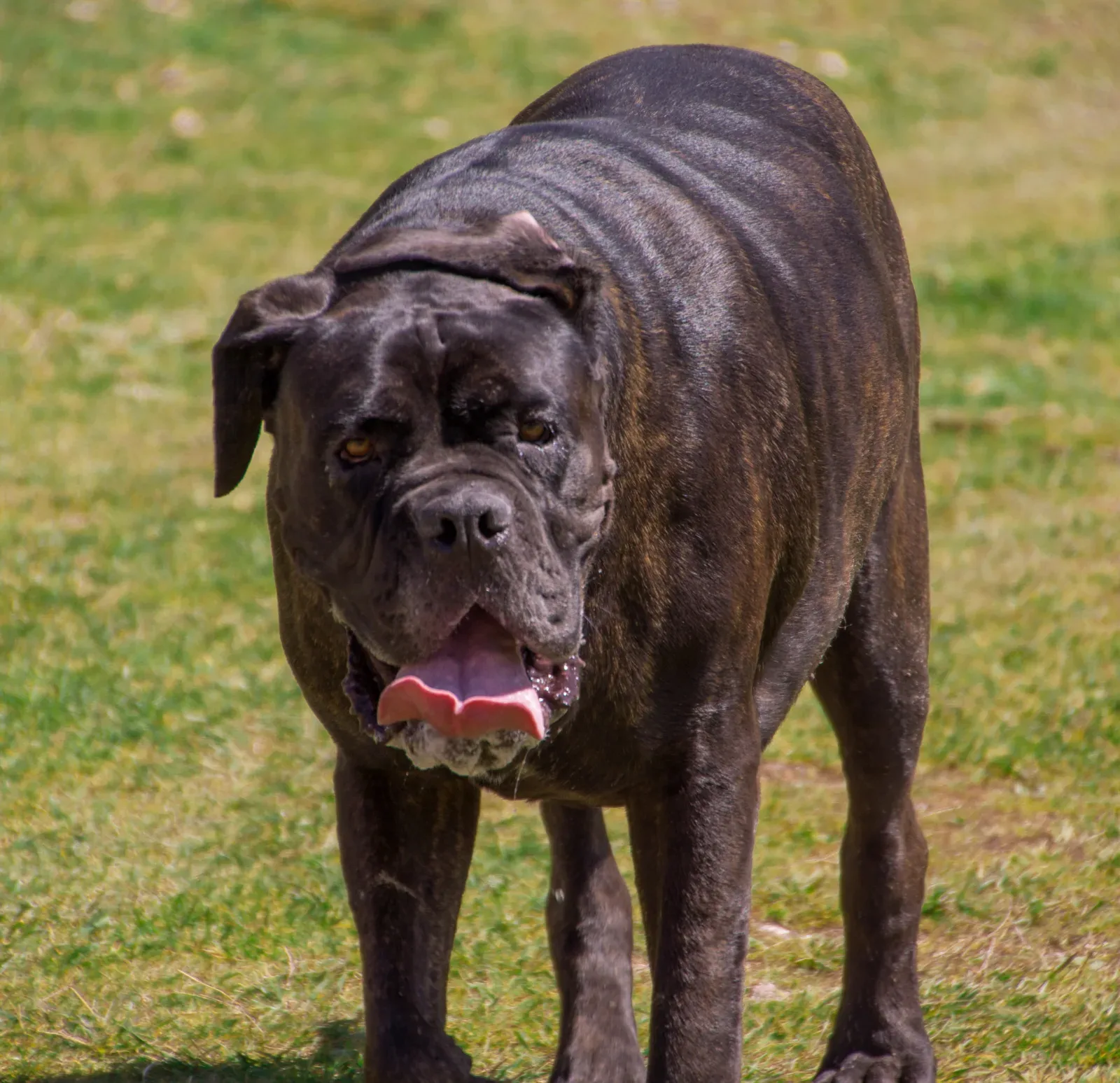 Neapolitan Mastiff 5