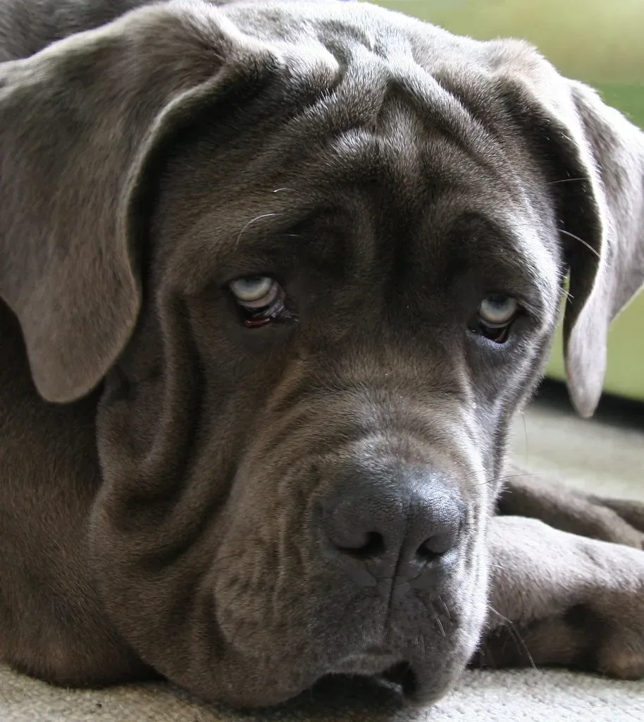 Neapolitan Mastiff 6