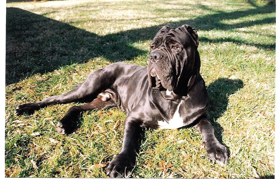 Neapolitan Mastiff 7
