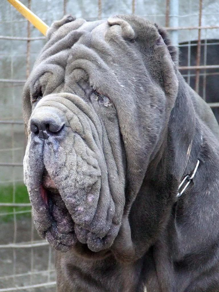Neapolitan Mastiff 8