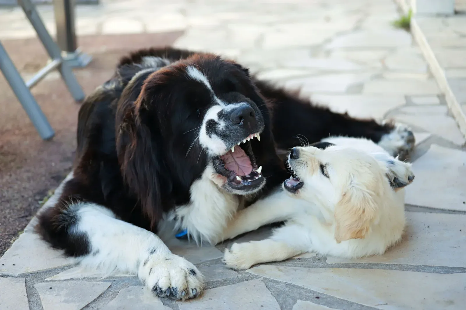 Newfoundland 1