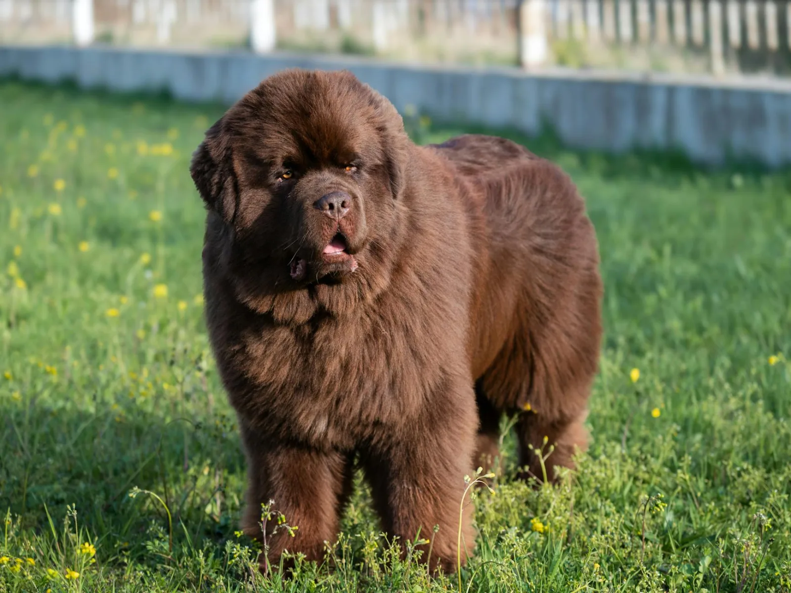 Newfoundland 2