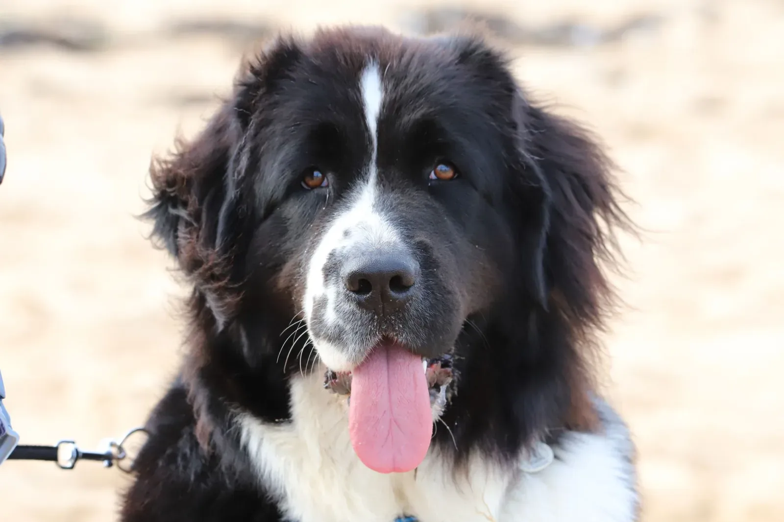 Newfoundland 3