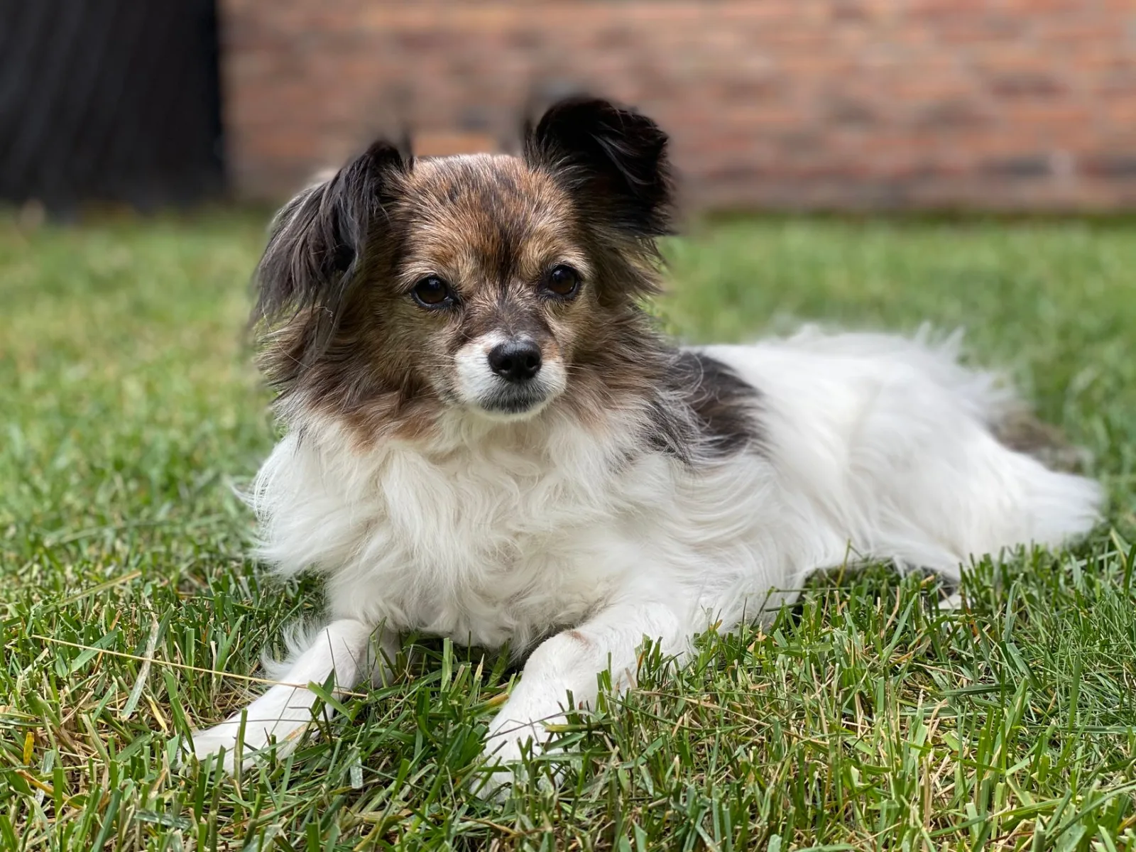 Papillon 1