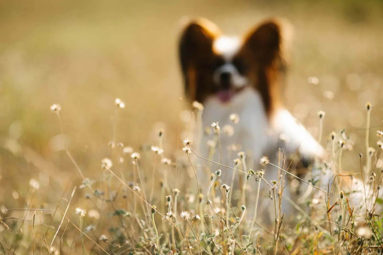 Papillon 10