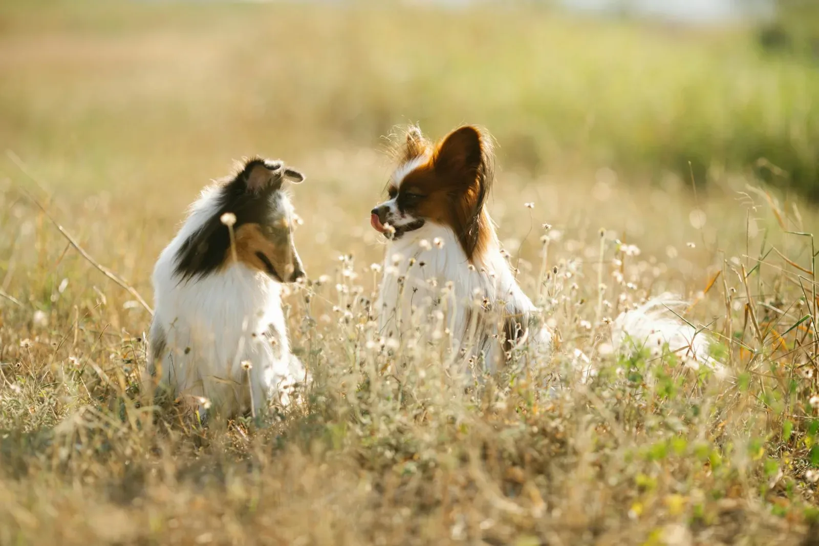 Papillon 2